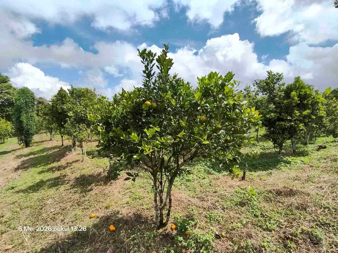 Tanah Kebun Jeruk Bisa untuk Kandang Peternakan di Kintamani Bali - Image 1 of 5