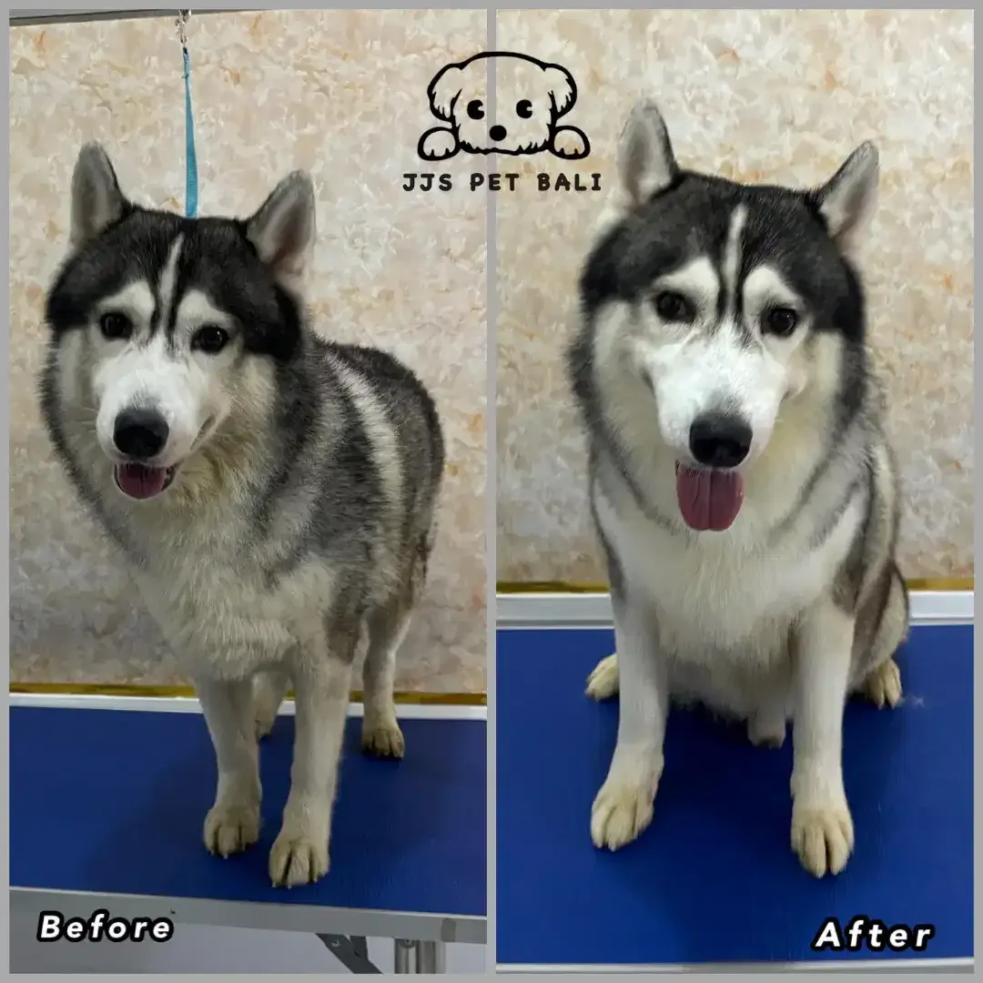 Grooming khusus anjing - Image 2 of 10