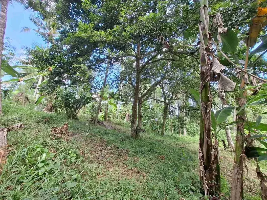Dijual tanah kebun murah dengan sungau bebatuan murah di tabanan bali - Image 9 of 10