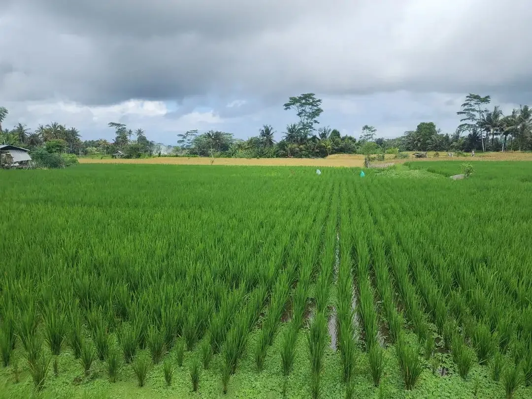 Dijual Murah Tanpa Perantara, Langsung dengan Pemilik, Tanah Sawah di Pejeng Kangin, Tampaksiring, Gianyar Bali - Image 6 of 8