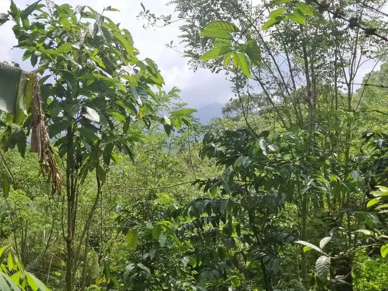Dijual tanah los sungai dan view sawah di tabanan bali - Image 5 of 10