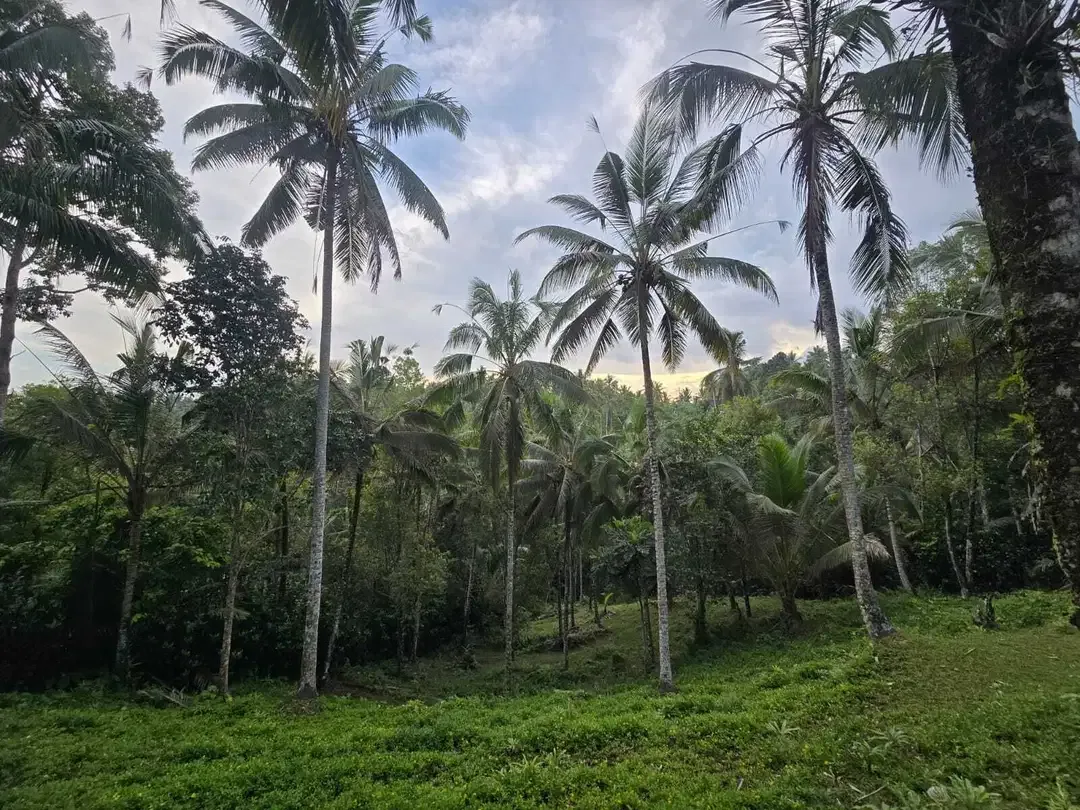 Dijual tanah kebun subur dengan view jugle dan los sungai kecil - Image 6 of 10