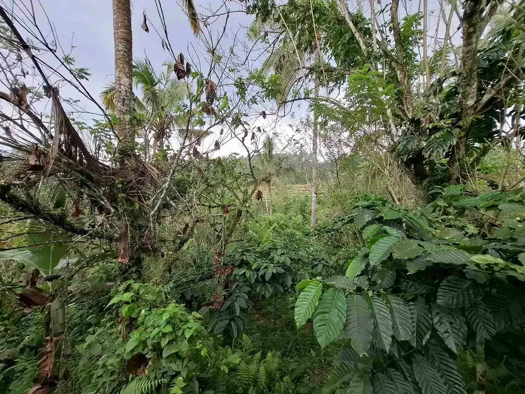dijual tanah kebun dengan view sawah dan los sungai kecil yang sangat indah dan strategis di ketinggian 600mdpl - Image 7 of 10