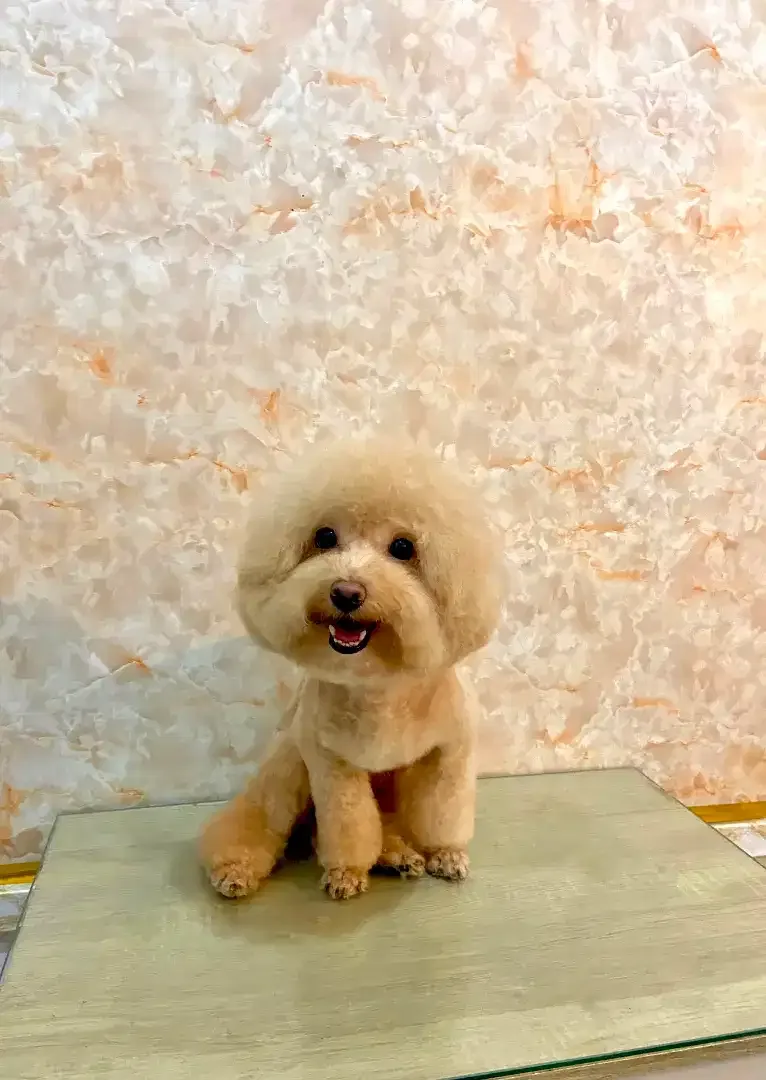 JSS GROOMING SALON - Image 6 of 10