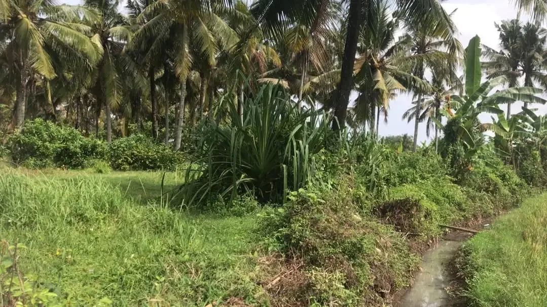 Dijual tanah murah dengan view sawah terasering di tabanan bali - Image 2 of 9