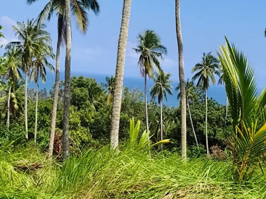 DIJUAL TANAH LUAS – BALIAN BEACH, TABANAN - Image 10 of 10