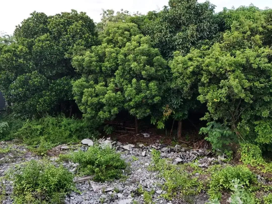 Tanah Premium di Jalan utama, 6 Menit ke Pantai - Image 8 of 10