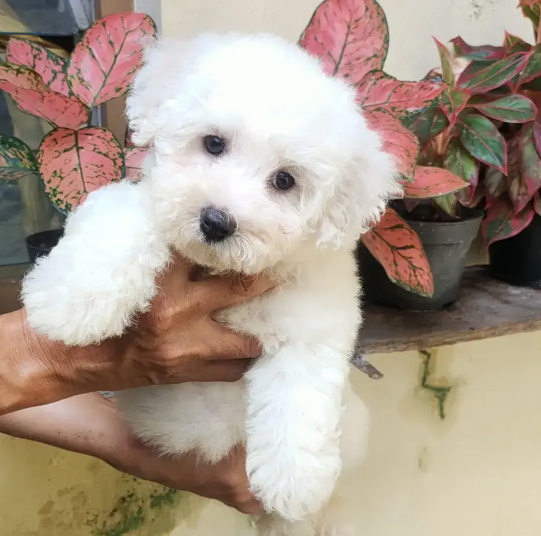 DIJUAL MURAH BICHON FRISE BETINA STAMBUM VAKSIN KUALITAS BAGUS - Image 2 of 4