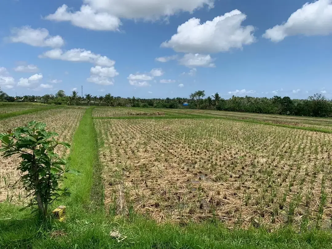 TANAH SANGAT LUAS DENGAN VIEW SAWAH LOKASI KEDIRI TABANAN - Image 8 of 9