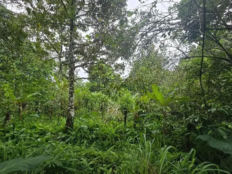 Dijual tanah kebun durian di tabanan bali - Image 2 of 8