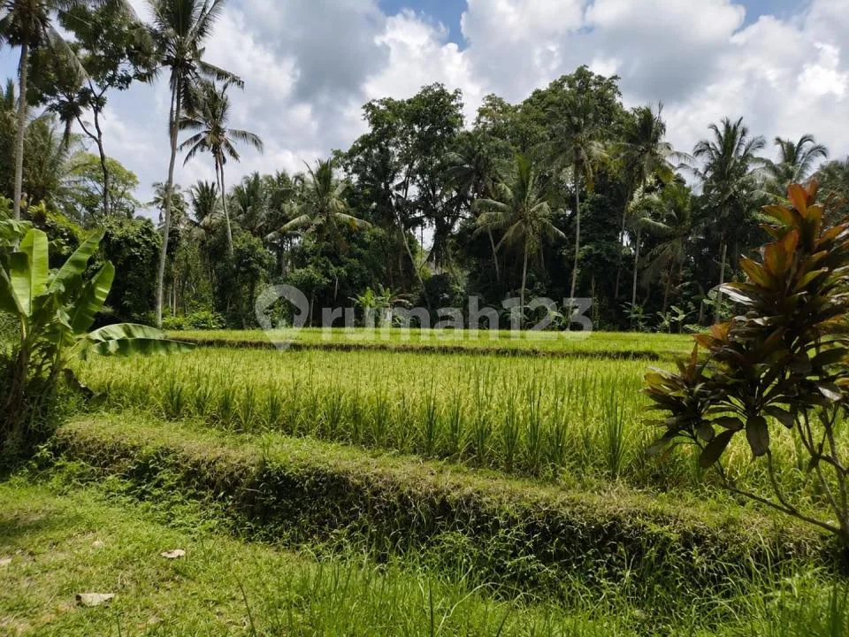 Dijual Tanah View Sawah Keliki, Ubud Utara Lingkungan Vila Vila - Image 4 of 4