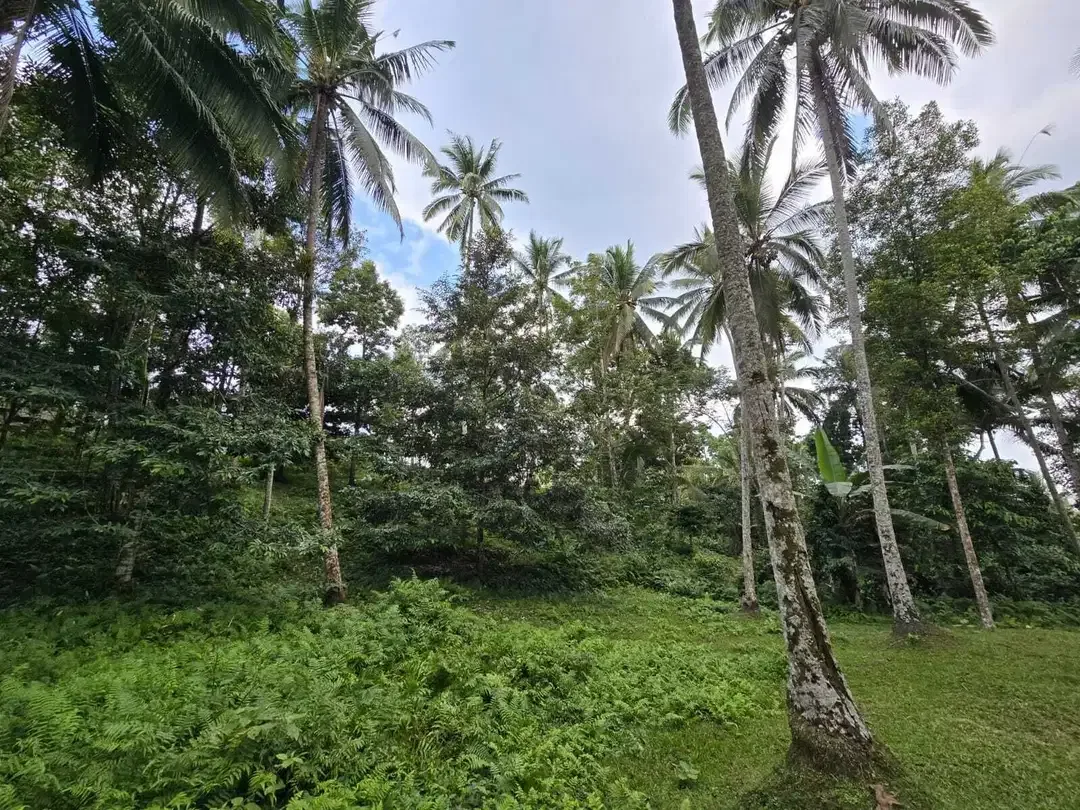 Dijual tanah dengan  sungai view sawah terasering bali - Image 8 of 10