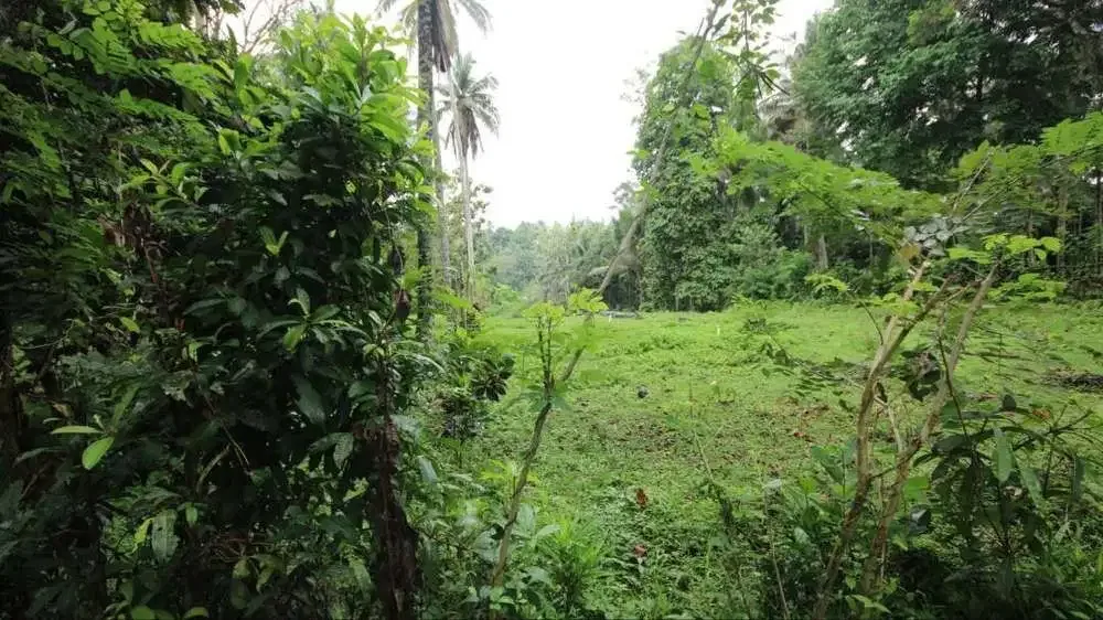 DIJUAL TANAH KEBUN COCOK UNTUK PERUMAHAN - Image 2 of 7