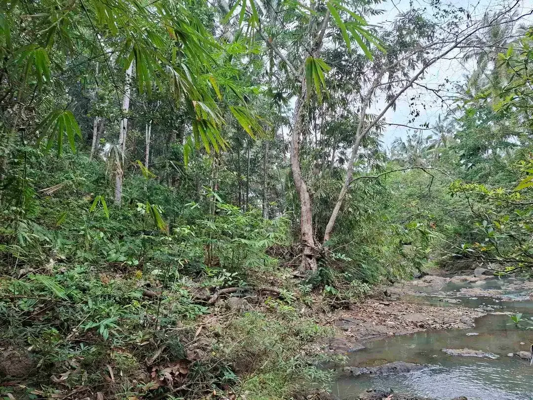Dijual tanah kebun los sungai lokasi sangat strategis dekat dengan fasilitas umum dan tempat wisata di tabanan bali - Image 3 of 10