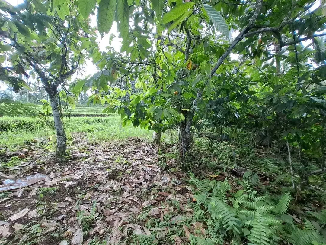 Dijual murah tanah kebun view sawah dan los sungai - Image 2 of 10