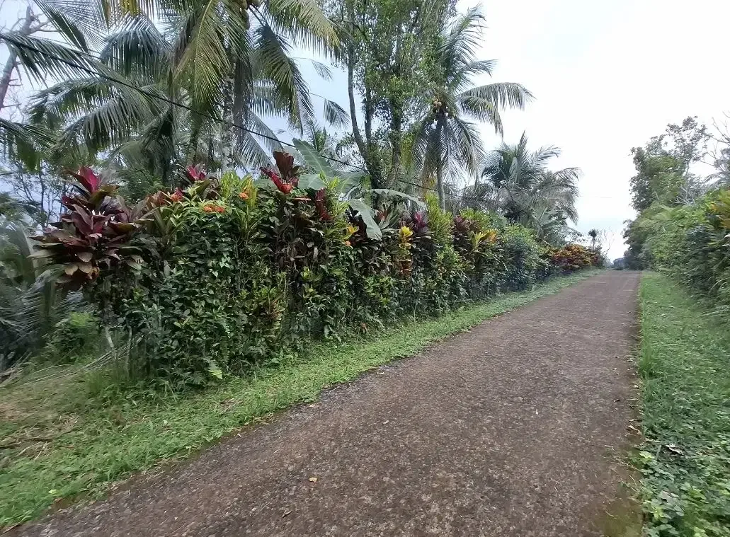 Dijual tanah kebun murah berisi pohon durian di tabanan - Image 9 of 10