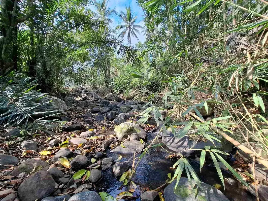 Tanah kebun murah dan strategis los sungai jernih berbatu mendapatkan view sawah di bibir sungai - Image 4 of 10