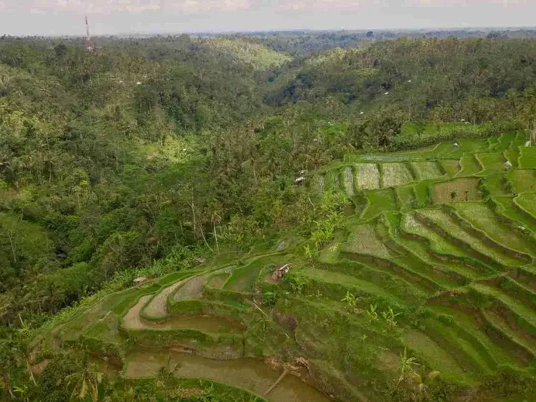 Tanah 12,6 Hektar Full View Ayung di Payangan Ubud - Image 10 of 10