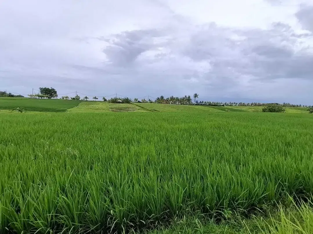 Dijual tanah sangat murah di kawasan villa klecung view gunung sawah - Image 2 of 5