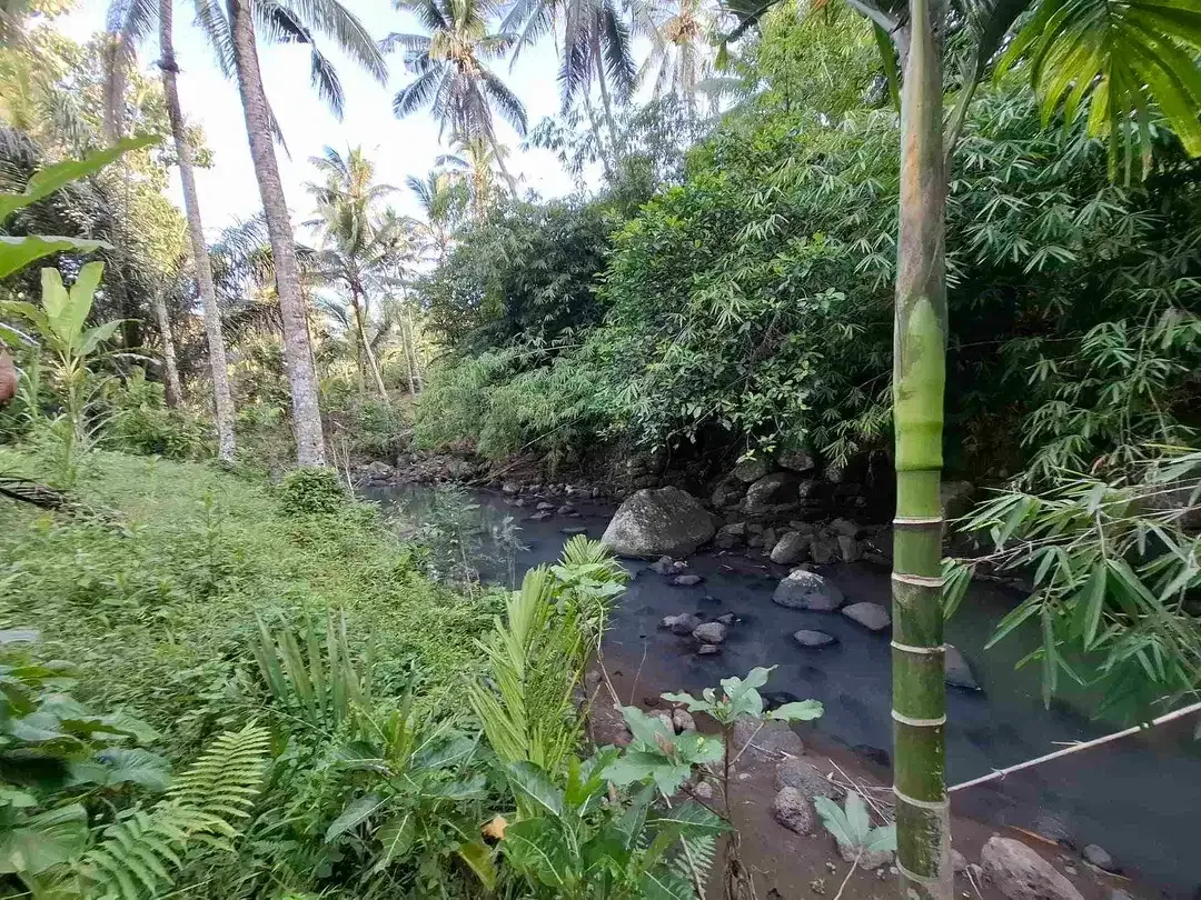 Tanah kebun los sungai jernih berisi banyak pohon kakau dan pohon kelapa di tabanan bali - Image 5 of 10