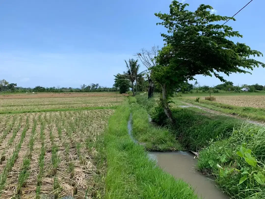 TANAH SANGAT LUAS DENGAN VIEW SAWAH LOKASI KEDIRI TABANAN - Image 3 of 9