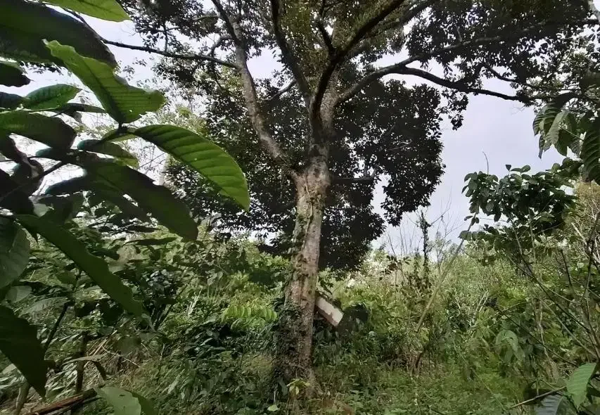 Kebun kopi subur view gunung watukau di tabanan - Image 1 of 7