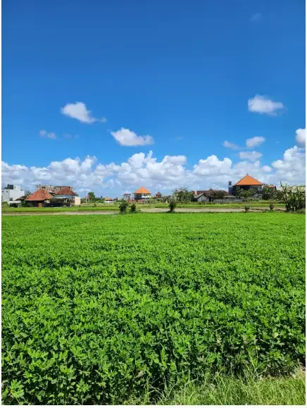 Tanah dekat Pantai Ketewel Gianyar Bali - Image 3 of 10