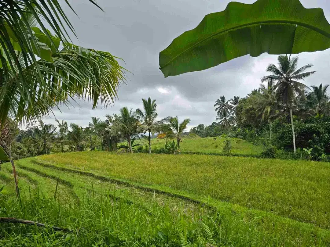 Dijual tanah view sawah. gunung .lembah dan los sungai di tabanan bali - Image 2 of 10