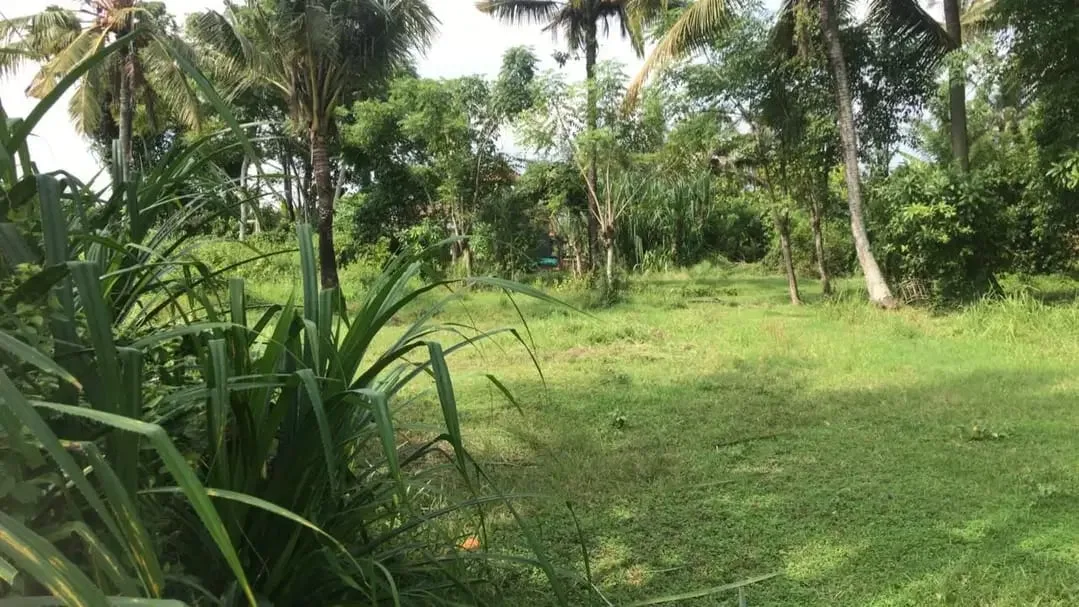 Dijual tanah murah dengan view sawah terasering di tabanan bali - Image 9 of 9