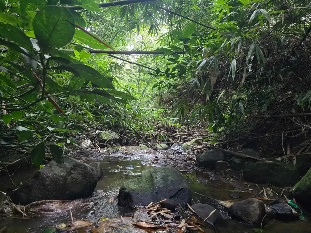 Dijual tanah kebun kopi produktif dengan view lembah di bali - Image 7 of 10
