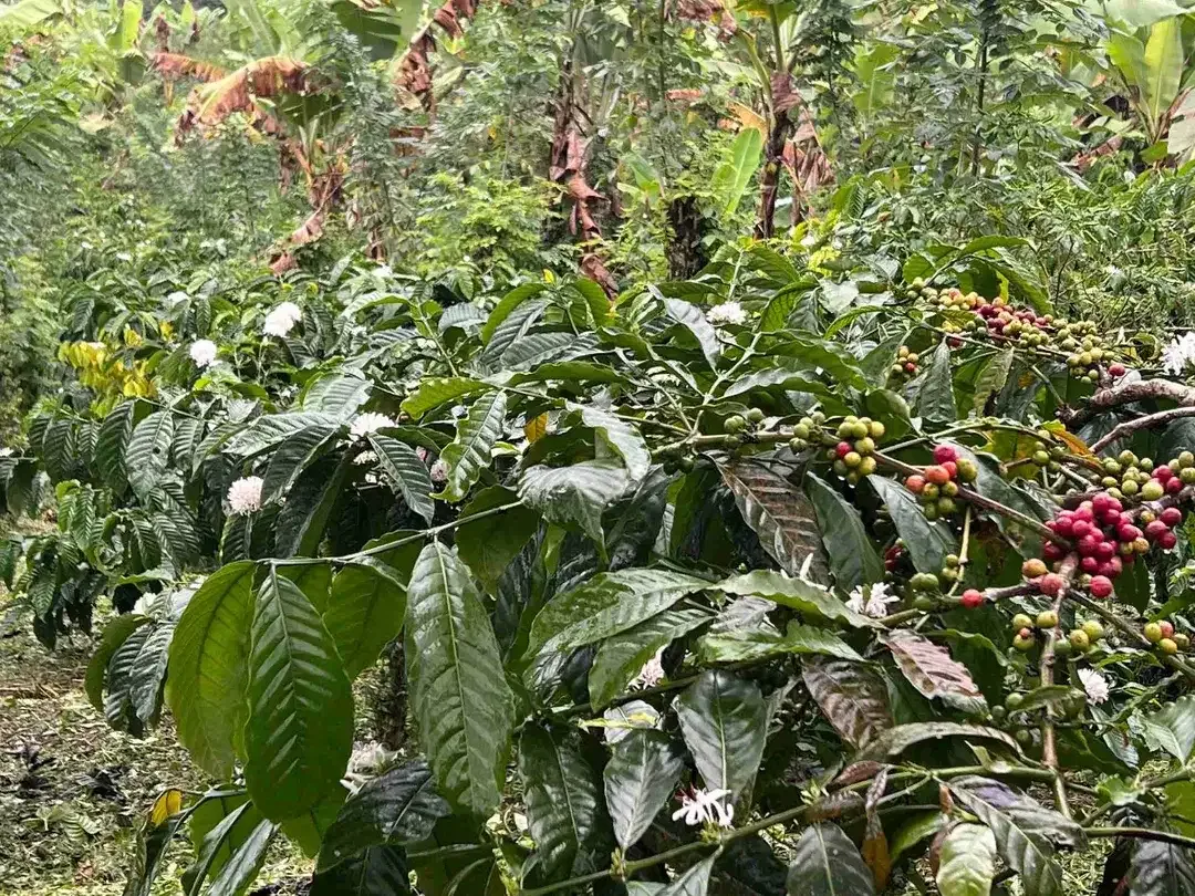 Dijual kebun kopi produktif siap panen harga murah view bagus di tabanan bali - Image 7 of 10