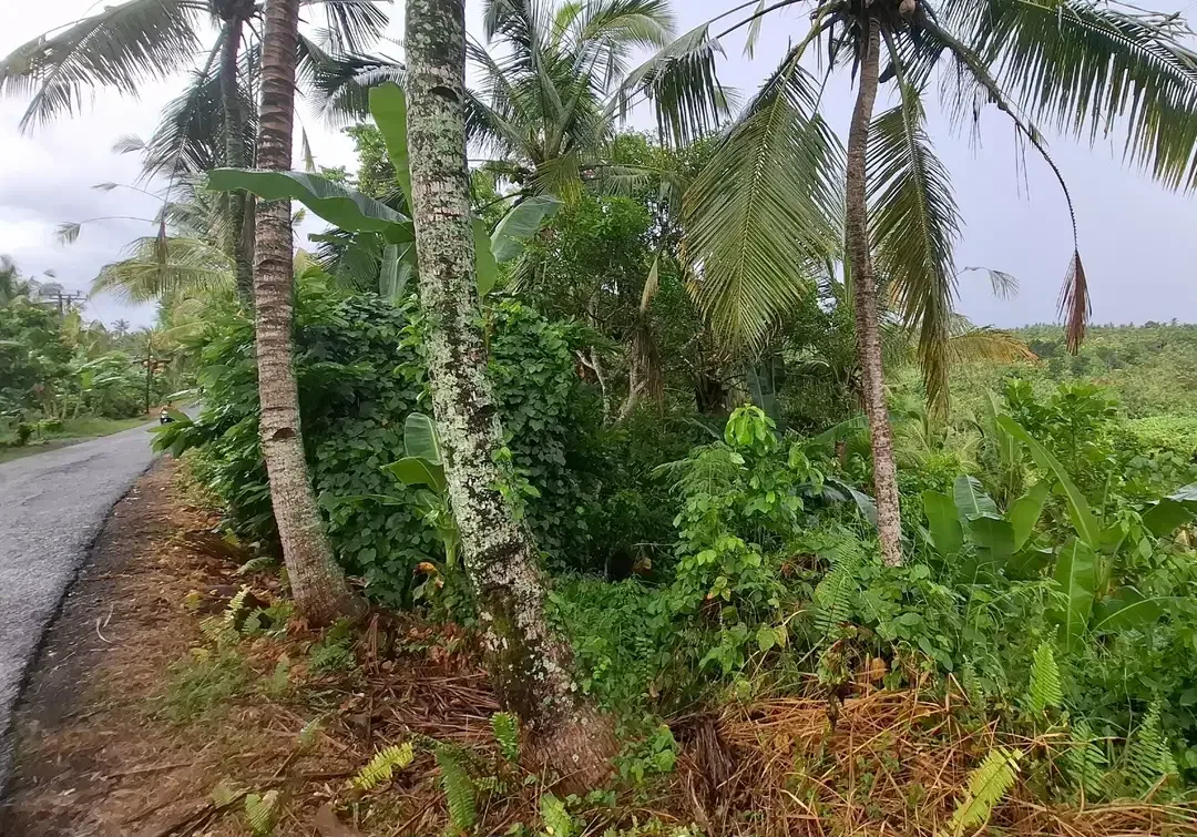 Dijual tanah dekat pantai surfing di medewi jembrana - Image 7 of 9