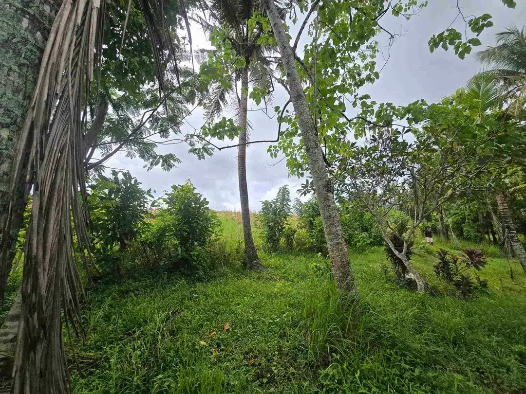 Dijual tanah zona kuning / yellow view sawah di tabanan bali - Image 1 of 10