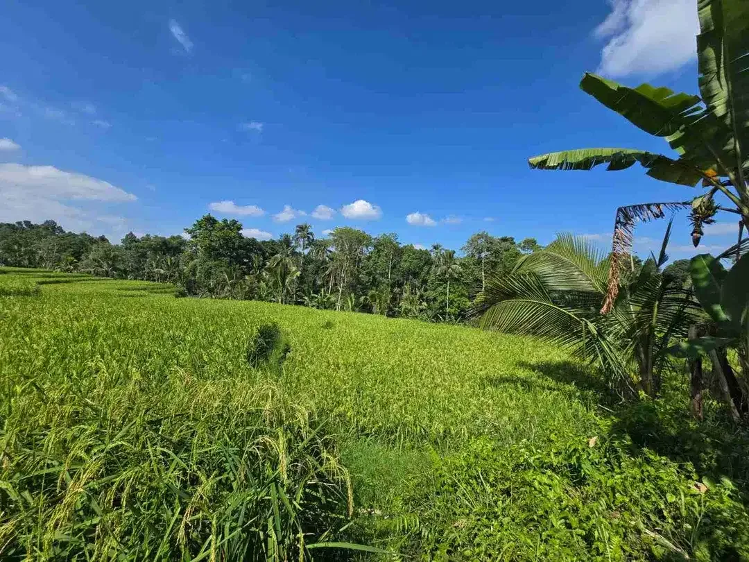 tanah luasan kecil sangat strategis di kawasan wisatasa di tabanan dengan view sawah terasering - Image 3 of 10