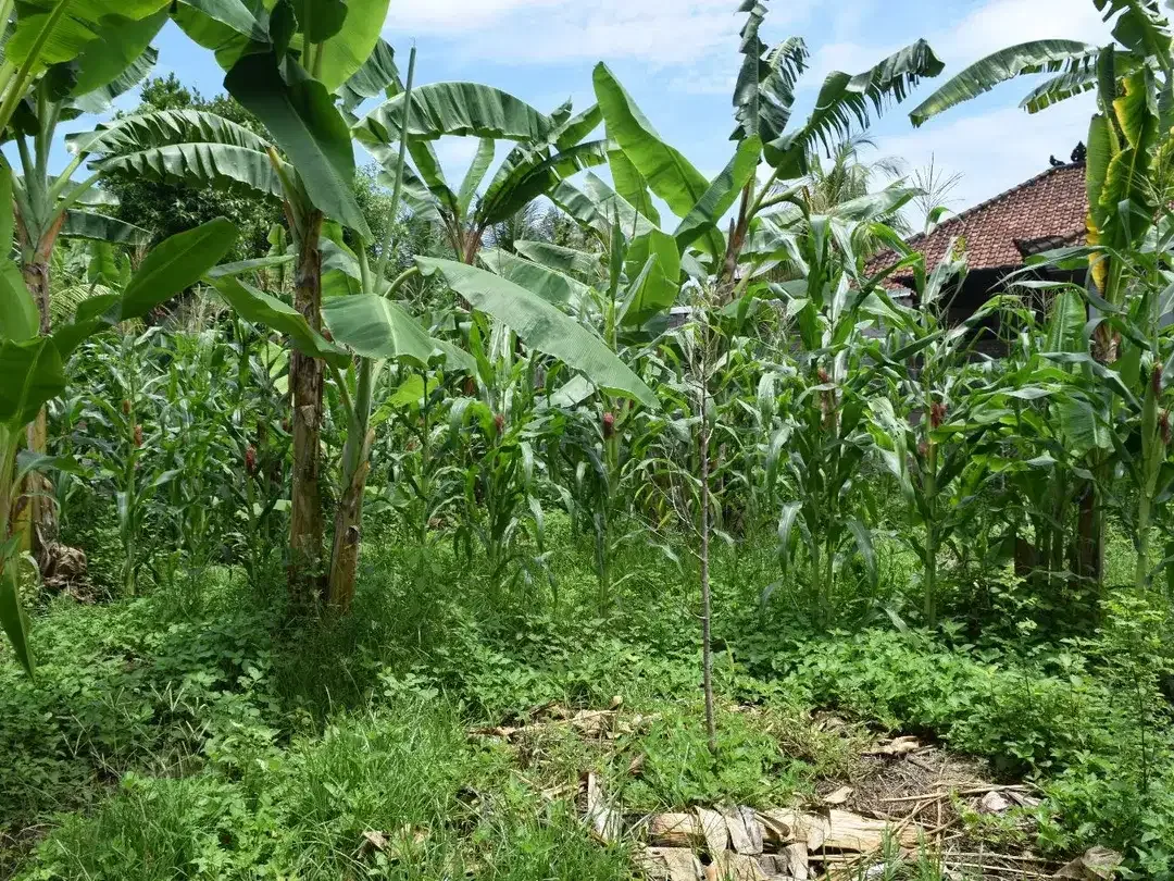 Dijual Tanah di Buleleng Dekat Pantai Lovina - Image 5 of 10