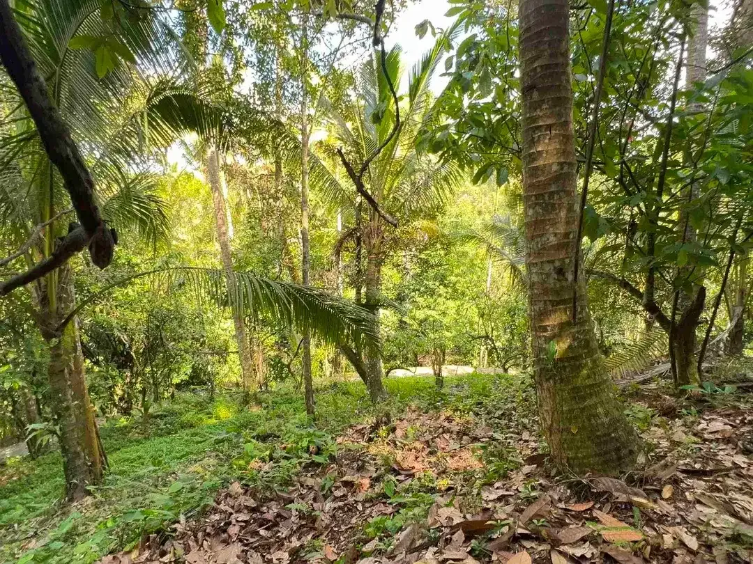 jual tanah kebun durian area villa Los sungai di manikyang selemadeg tabanan bali. - Image 10 of 10