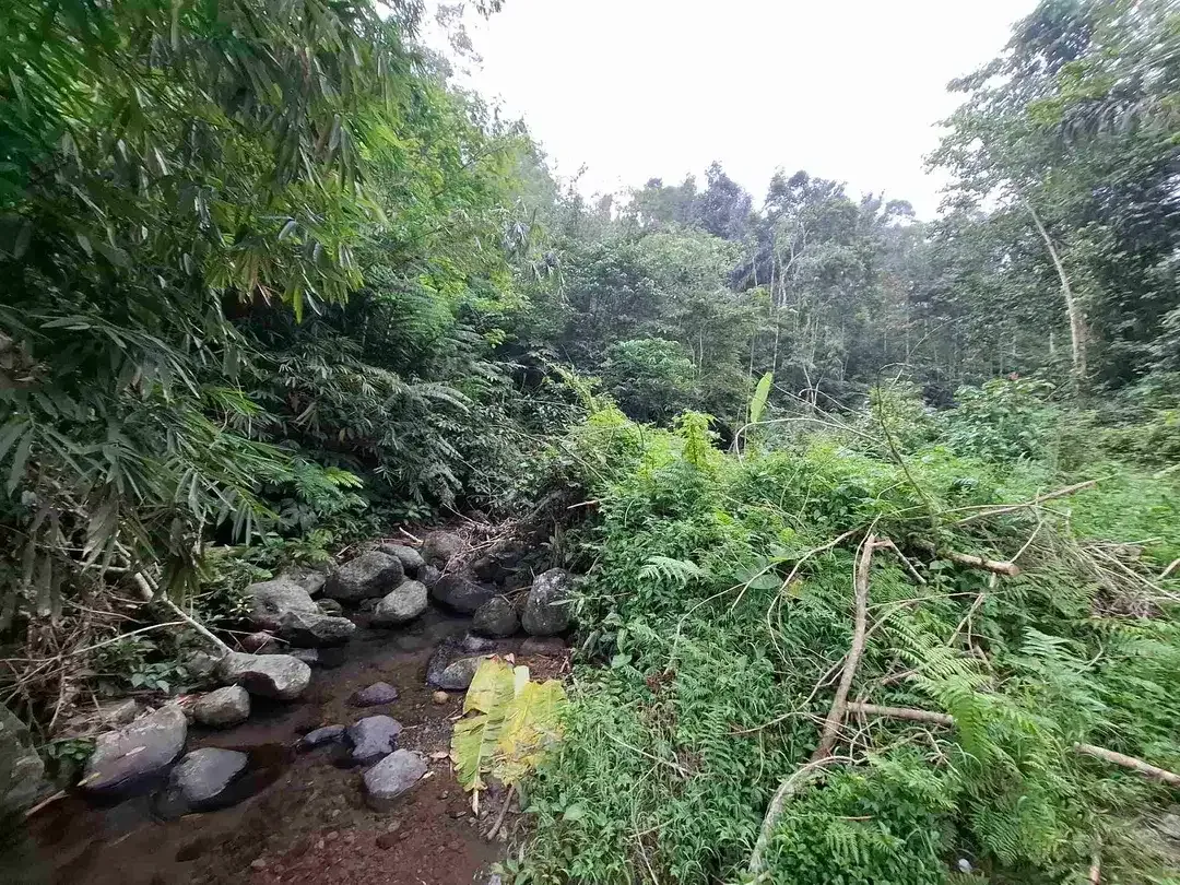 dijual tanah kebun dengan view sawah dan los sungai kecil yang sangat indah dan strategis di ketinggian 600mdpl - Image 2 of 10