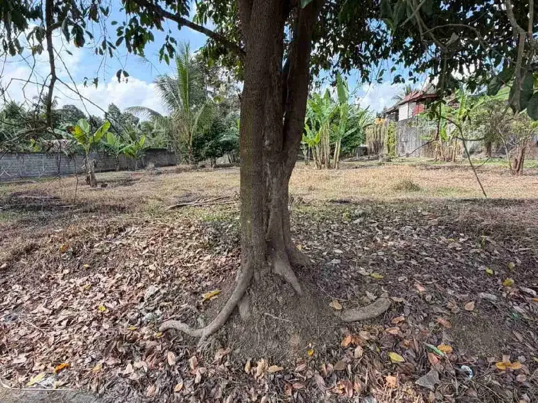 Dijual Tanah Strategis Jalan Raya Denpasar – Singaraja, Area Perean Luwus TABANAN BALI - Image 4 of 6