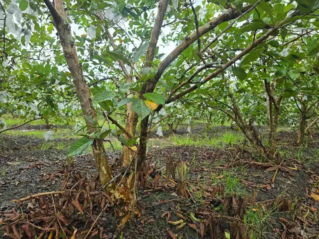 DIJUAL TANAH DATAR JAMBU KRISTAL DI TABANAN BALI - Image 8 of 10