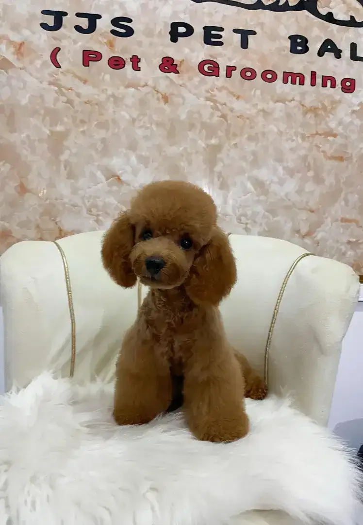 Pet grooming only dog - Image 5 of 10