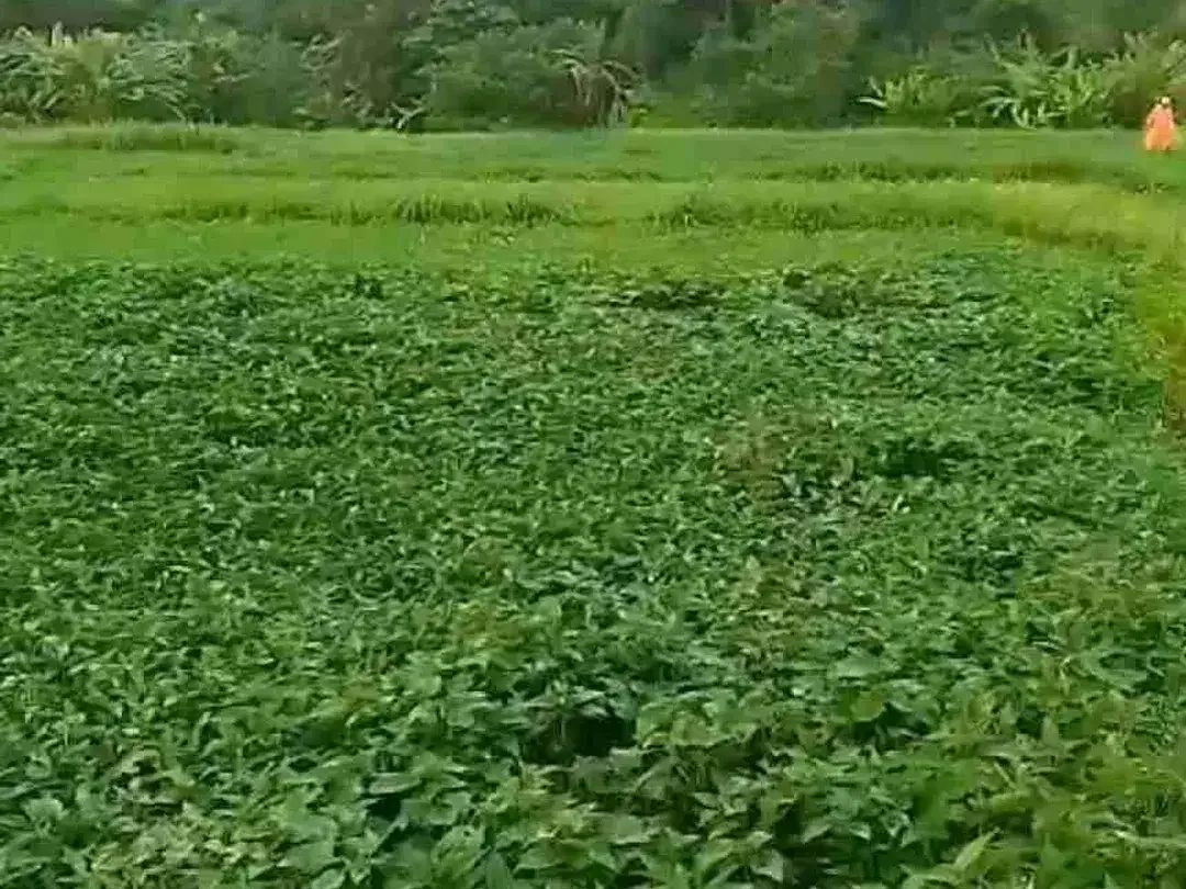 DIJUAL TANAH LUAS DI UMALAS BUMBAK KEROBOKAN KUTA BADUNG - Image 1 of 4