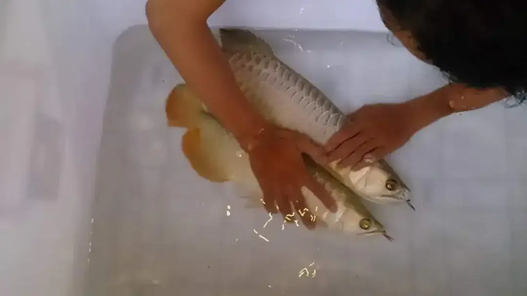 Arwana / Arowana Golden Red Riau 60CM (INDUKAN) - Image 1 of 7