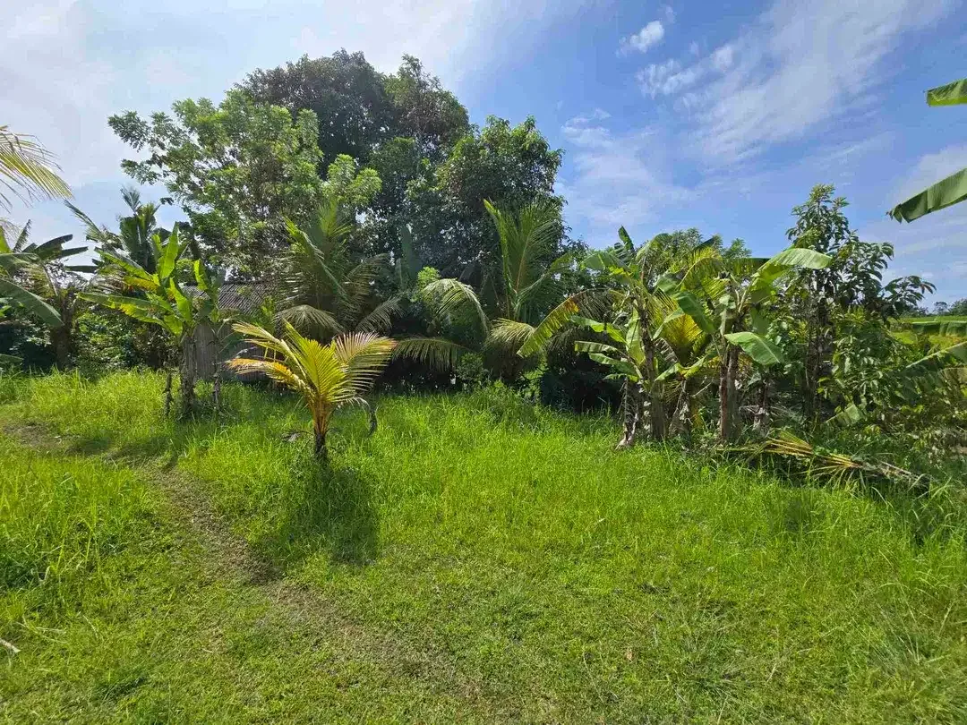 Dijual tanah dekat kota view sawah dan gunung di tabanan bali - Image 2 of 10