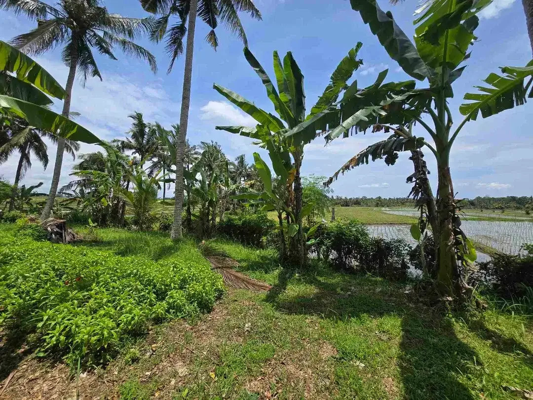 Dijual tanah view sawah zona kuning di kerambitan tabanan bali - Image 4 of 10