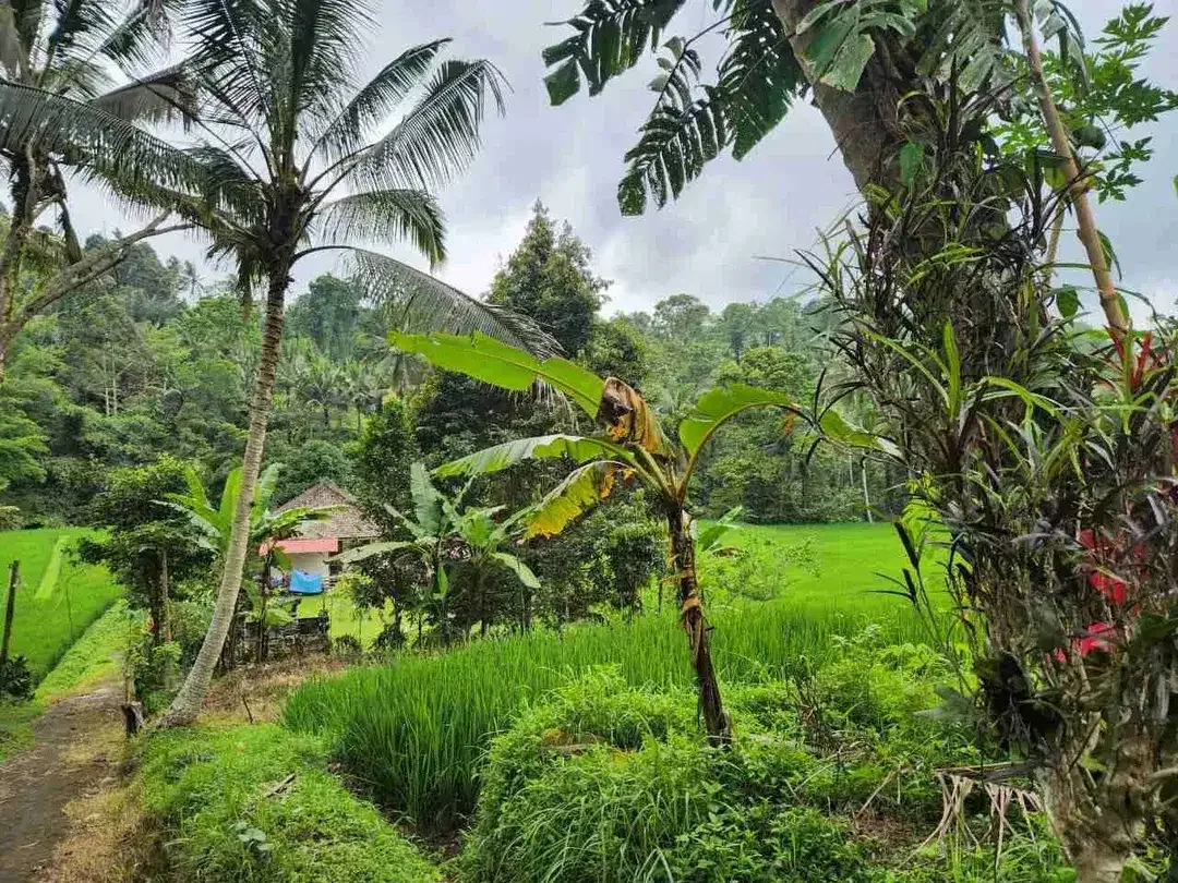 Tanah Cantik View Terasering Sawah Nuansa Bali Asri di Penebel - Image 2 of 10