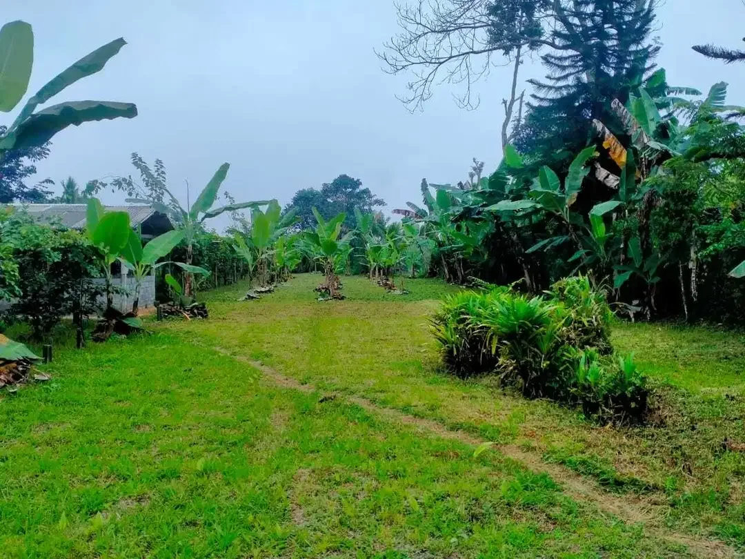 Plantation land with mountain and valley views in Baturiti Bali - Image 6 of 10