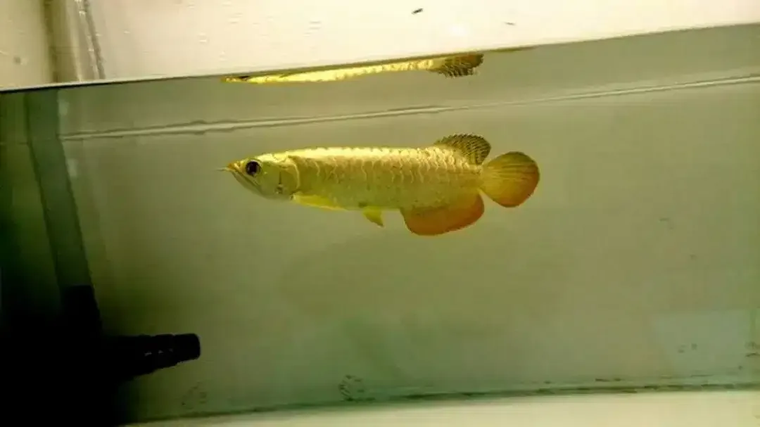 Arwana / Arowana Crossback 24K Malaysia - Image 5 of 6
