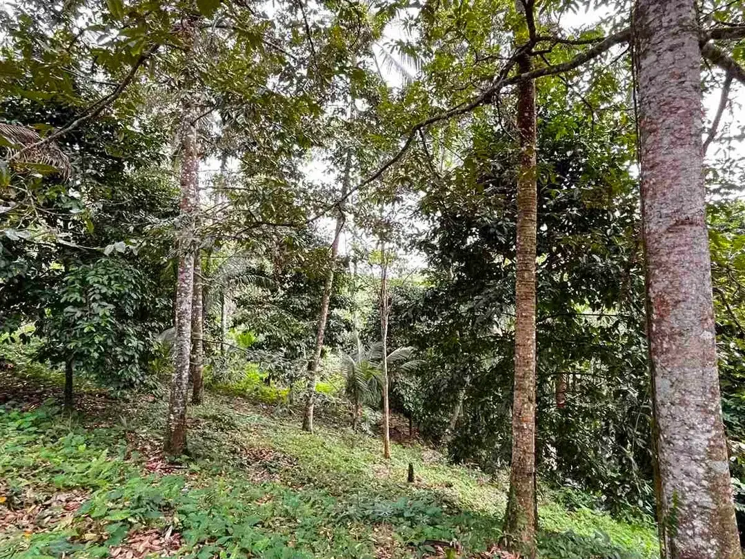 jual tanah Los sungai besar berbatu di desa wisata manikyang tabanan bali. - Image 3 of 10