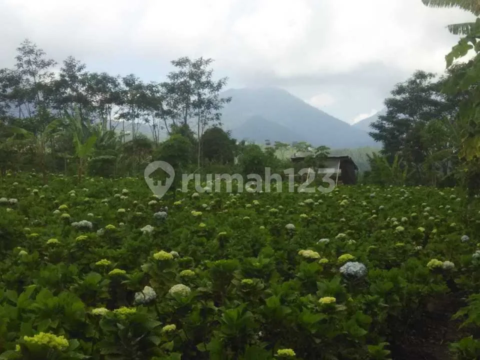 Dijual Lahan Tanah Di Jl. Asah Gobleg.banjar.buleleng. Bali - Image 1 of 4
