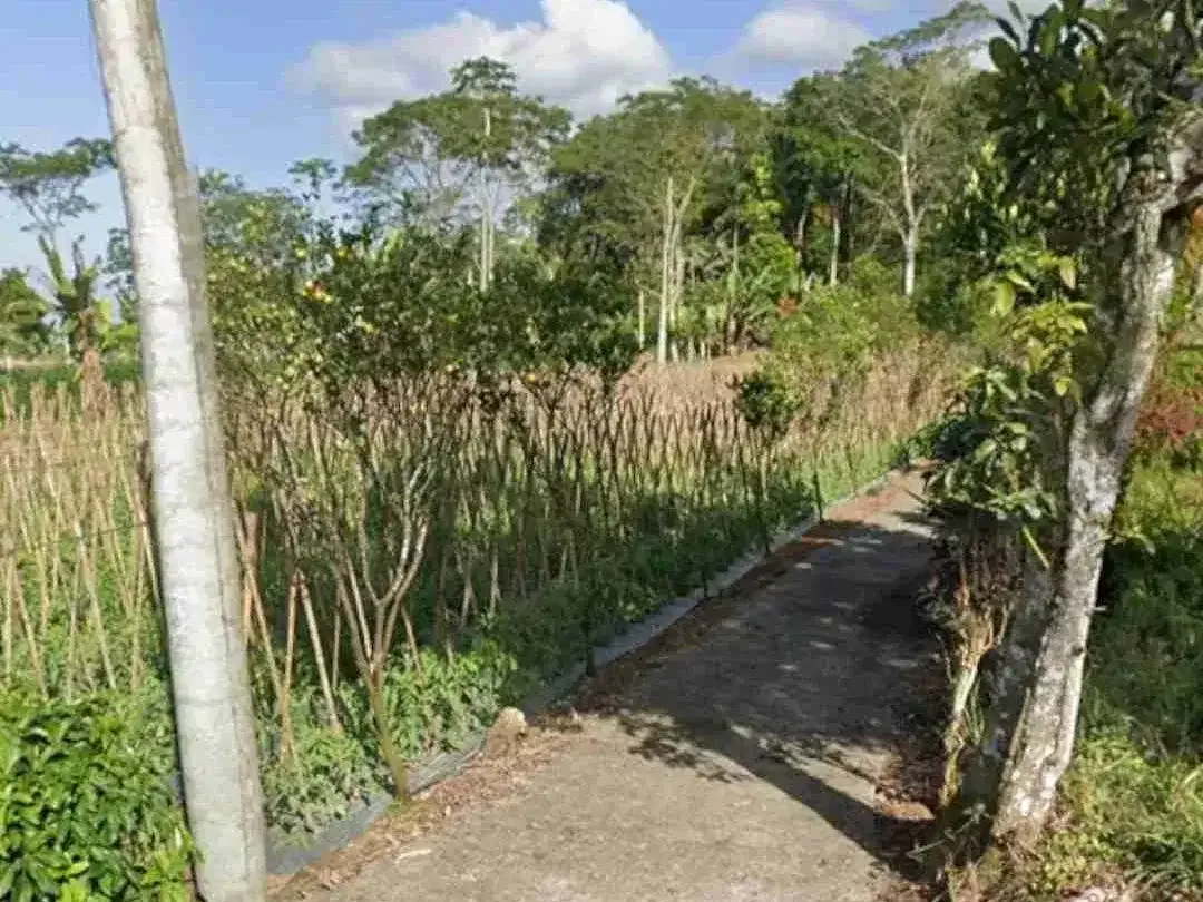 Tanah Kebun di Baturiti Bali Dekat Village Above The Clouds - Image 3 of 4